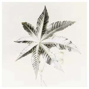 Photographie d’art végétale représentant une grande feuille de ricin en vue frontale au rendu graphique presque en négatif, sur fond clair, réalisée à Bordeaux, tirage photo fine art signé et numéroté par le photographe Nicolas Louis, idéale pour une décoration murale contemporaine dans un intérieur à Paris ou Bordeaux.