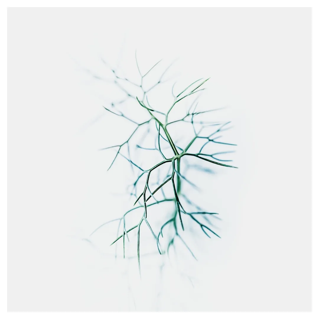 Photographie d’art végétale en style High Key représentant une fine branche aux lignes graphiques, réalisée à Belle-Île-en-Mer, tirage photo fine art signé et numéroté par le photographe Nicolas Louis, idéale pour une décoration murale contemporaine dans un intérieur à Paris.