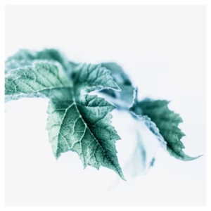 Photographie d’art végétale en style High Key représentant une feuille lobée verte aux bords dentelés sur fond clair, réalisée à Belle-Île-en-Mer, tirage photo fine art signé et numéroté par le photographe Nicolas Louis, idéale pour une décoration murale contemporaine dans un intérieur à Paris.