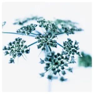 Photographie d’art végétale en style High Key représentant une ombelle de fleurs sauvages en gros plan sur fond clair, réalisée à Belle-Île-en-Mer, tirage photo fine art signé et numéroté par le photographe Nicolas Louis, idéale pour une décoration murale contemporaine dans un intérieur à Paris.