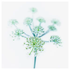 Photographie d’art végétale en style High Key représentant une ombelle de petites fleurs blanches en gros plan sur fond clair, réalisée à Belle-Île-en-Mer, tirage photo fine art signé et numéroté par le photographe Nicolas Louis, idéale pour une décoration murale contemporaine dans un intérieur à Paris.