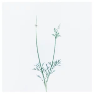 Photographie d’art végétale en style High Key représentant deux fines tiges de fleurs sauvages sur fond blanc, réalisée à Saint-Nazaire, tirage photo fine art signé et numéroté par le photographe Nicolas Louis, idéale pour une décoration murale minimaliste et contemporaine dans un intérieur à Paris.