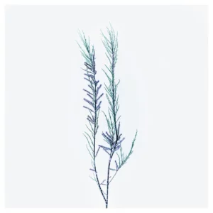 Photographie d’art végétale en style High Key représentant deux branches de tamaris aux fleurs violacées sur fond blanc, réalisée à Belle-Île-en-Mer, tirage photo fine art signé et numéroté par le photographe Nicolas Louis, idéale pour une décoration murale minimaliste et contemporaine dans un intérieur à Paris.
