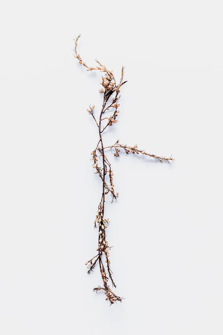Photographie d’une algue marine claire très ramifiée, aux petites capsules évoquant une silhouette végétale de sirène organique sur fond blanc, faisant partie de la série artistique “sirènes organiques”, réalisée par un photographe à Anglet, côte basque, France.