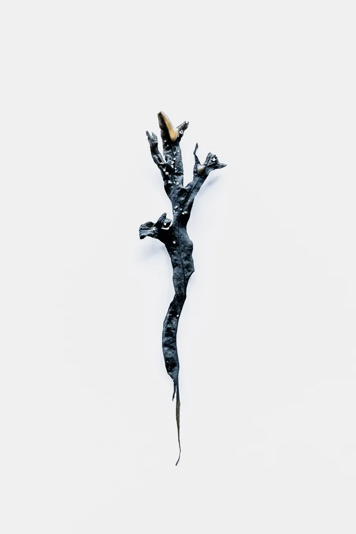 Photographie artistique d’une algue marine noire très allongée, parsemée de sable avec extrémités plus claires, rappelant une silhouette de sirène organique sur fond blanc, issue de la série “sirènes organiques”, réalisée par un photographe à Anglet, côte basque, France.