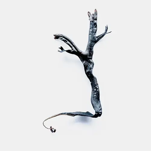Photo artistique d’une algue sombre rappelant une petite sirène organique en mouvement, isolée sur fond blanc, série “sirènes organiques”, création d’un photographe basé à Anglet sur la côte basque, France.