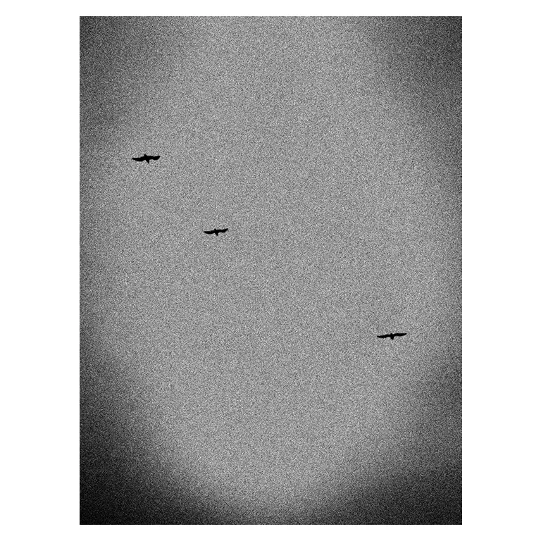 Photographie en noir et blanc très granuleuse montrant trois oiseaux en vol dans le ciel du Porge, silhouettes sombres isolées dans un ciel uniforme, composition minimaliste de la série « Marée intérieure » de Nicolas Louis.