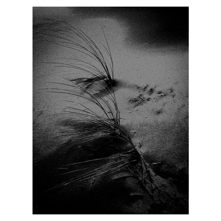 Gros plan de végétation littorale atlantique, une sur plage, ombres marquées et grains de sable dans une ambiance par un photographe artiste.