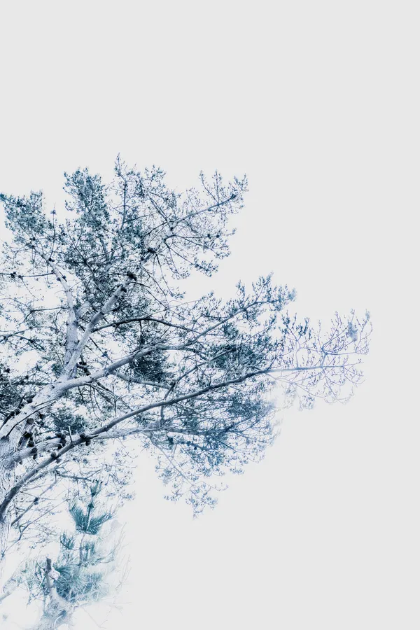Pin en high-key, écriture plasticienne : tronc à gauche, ramifications en diagonales chargées de cônes, feuillage bleuté, vaste réserve de blanc — photographie d'inspiration asiatique.