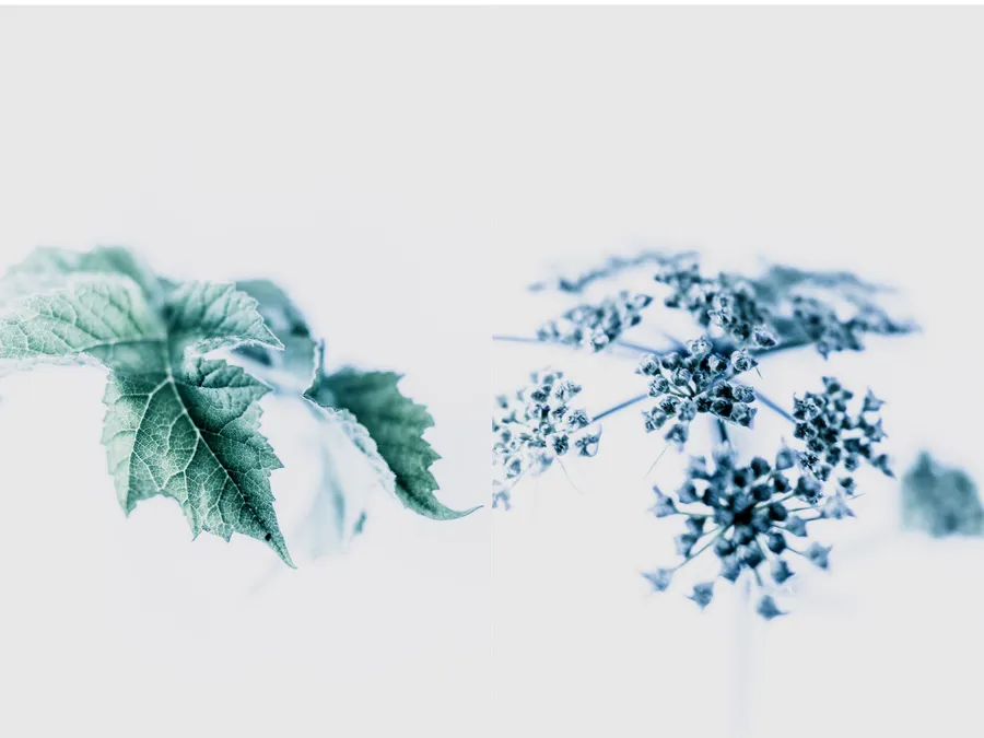 Diptyque de photos botanique en high-key, écriture plasticienne : à gauche, feuilles nervurées quasi-cyanotype ; à droite, ombelle granuleuse en micro-contraste, formes suspendues sur fond laiteux — minimalisme et abstraction organique.