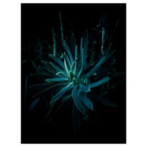 Photographie artistique d’une plante aux feuilles longues vert sombre, éclairée sur fond noir, tirage d’art végétal réalisé au bois de Vincennes (Paris), décoration murale contemporaine.