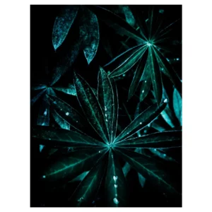 Tirage d’art végétal bleu-vert, feuilles palmées avec gouttes d’eau. Photographie réalisée au Vésinet (Yvelines). Édition limitée, papier Fine Art.