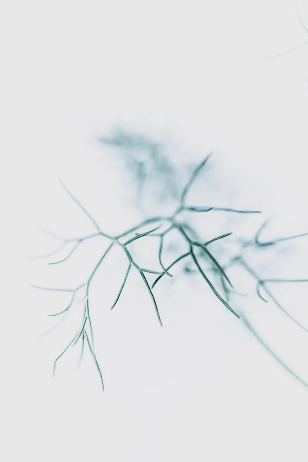 Rameaux fins obliques en high-key, écriture plasticienne : tiges effilées en avant-plan, silhouettes végétales diffuses en arrière-plan, grand espace négatif — légèreté graphique.