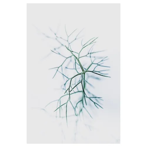 Réseau végétal filiforme en high-key, écriture visuele plasticienne : tiges fines ramifiées, netteté centrale, bokeh laiteux — minimalisme et tension graphique par un photographe professionnel.