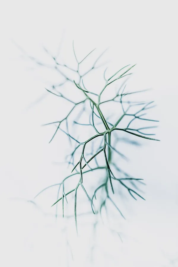 Réseau végétal filiforme en high-key, écriture visuele plasticienne : tiges fines ramifiées, netteté centrale, bokeh laiteux — minimalisme et tension graphique par un photographe professionnel.