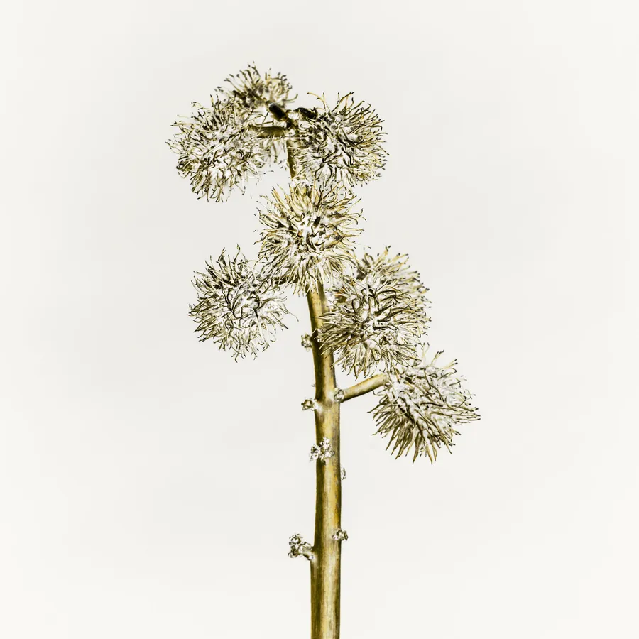 Inflorescence de ricin en high-key, écriture plasticienne : tige verticale ponctuée de noeuds, grappes de capsules épineuses, rendu quasi-métallique sur fond laiteux — minimalisme sculptural.