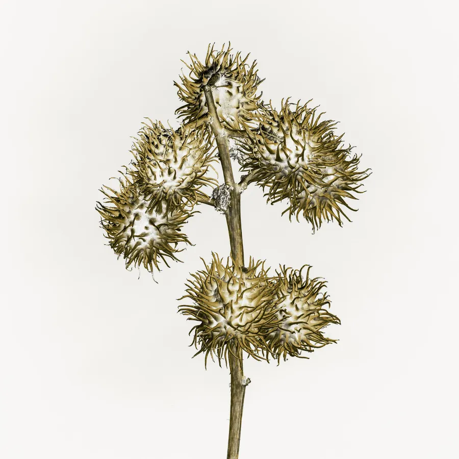 Capsules de ricin séchées en high-key, écriture contemporaine plasticienne : globes épineux aux aiguillons recourbés, tige centrale, rendu mordoré sur fond laiteux — pièce botanique sculpturale.