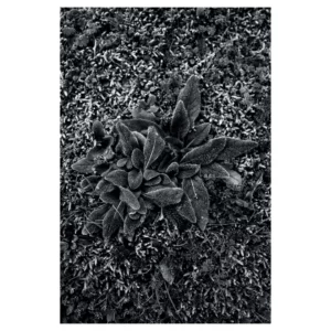 Photographie en noir et blanc d’une rosette de grandes feuilles couvertes de givre sur un sol végétal finement texturé, ambiance hivernale et graphique captée à Dirac, France.