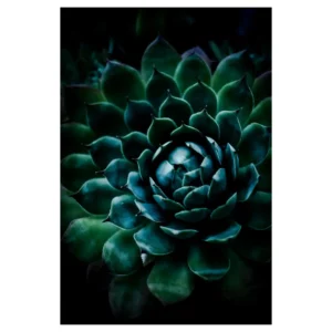 Photographie artistique d’une rosette de plante succulente bleu-vert en gros plan, feuilles concentriques en clair-obscur ; prise à Dieulefit (Drôme), tirage d’art végétal pour décoration murale.