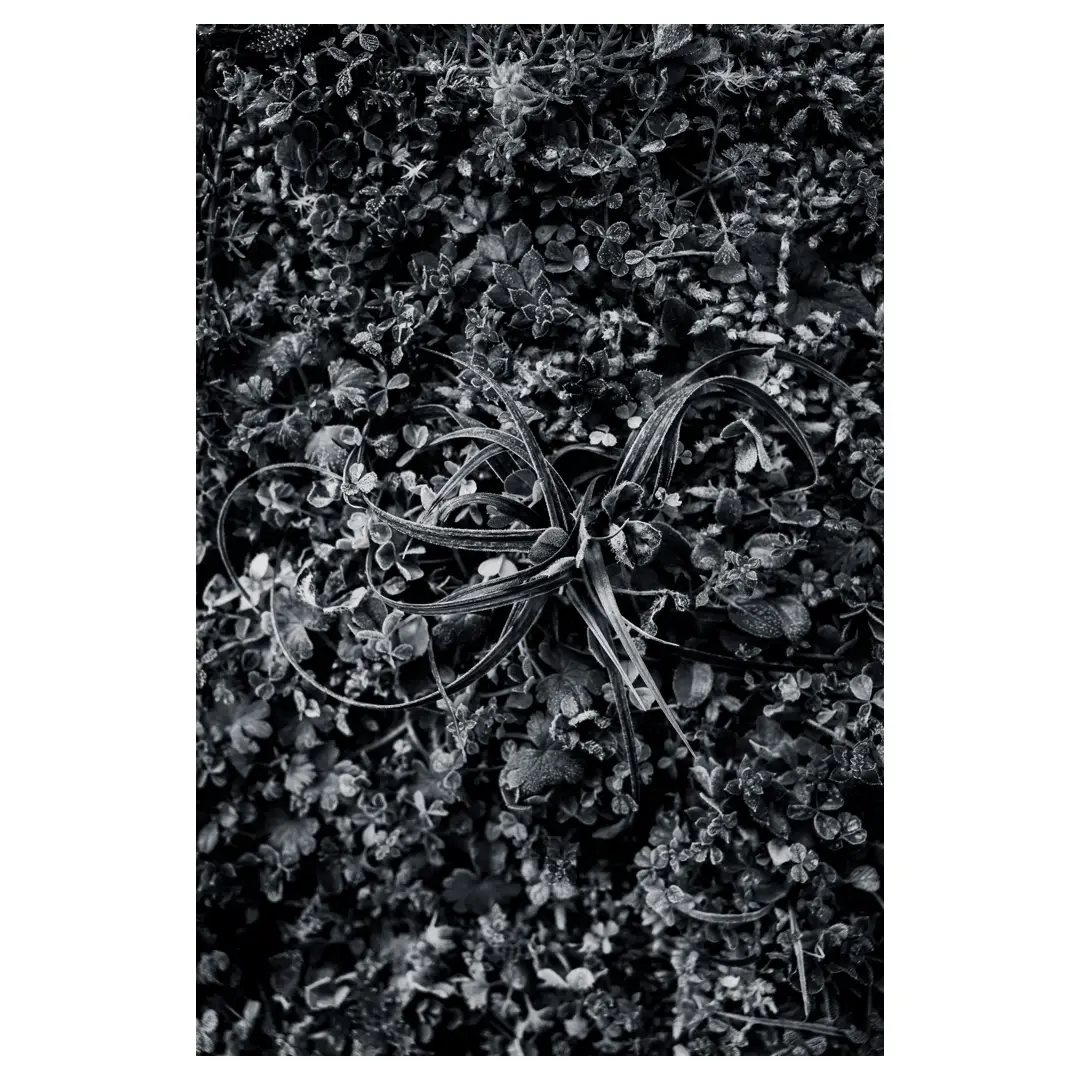 Photographie artistique en noir et blanc d’une rosette de feuilles givrée au centre d’un tapis végétal dense, textures fines et contrastées, lumière hivernale douce captée à Dirac, France.
