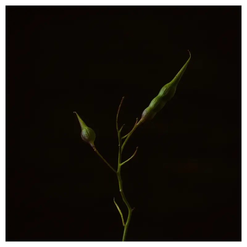 Tige de plante minimaliste portant deux gousses vertes—une courte et une allongée—isolée sur fond noir, éclairage doux latéral.