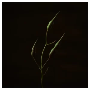Tige de plante fine portant trois gousses vertes allongées, composition minimaliste sur fond noir, éclairage latéral doux.