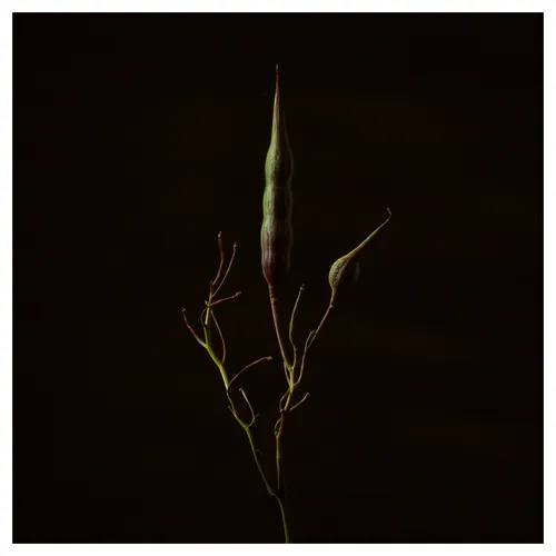 Tige de plante élancée avec deux gousses vertes—une longue verticale au centre, une plus petite inclinée à droite—rameaux fins, fond noir, éclairage latéral doux