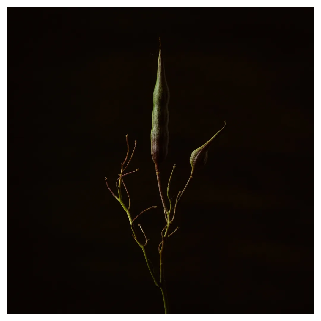 Tige de plante élancée avec deux gousses vertes—une longue verticale au centre, une plus petite inclinée à droite—rameaux fins, fond noir, éclairage latéral doux