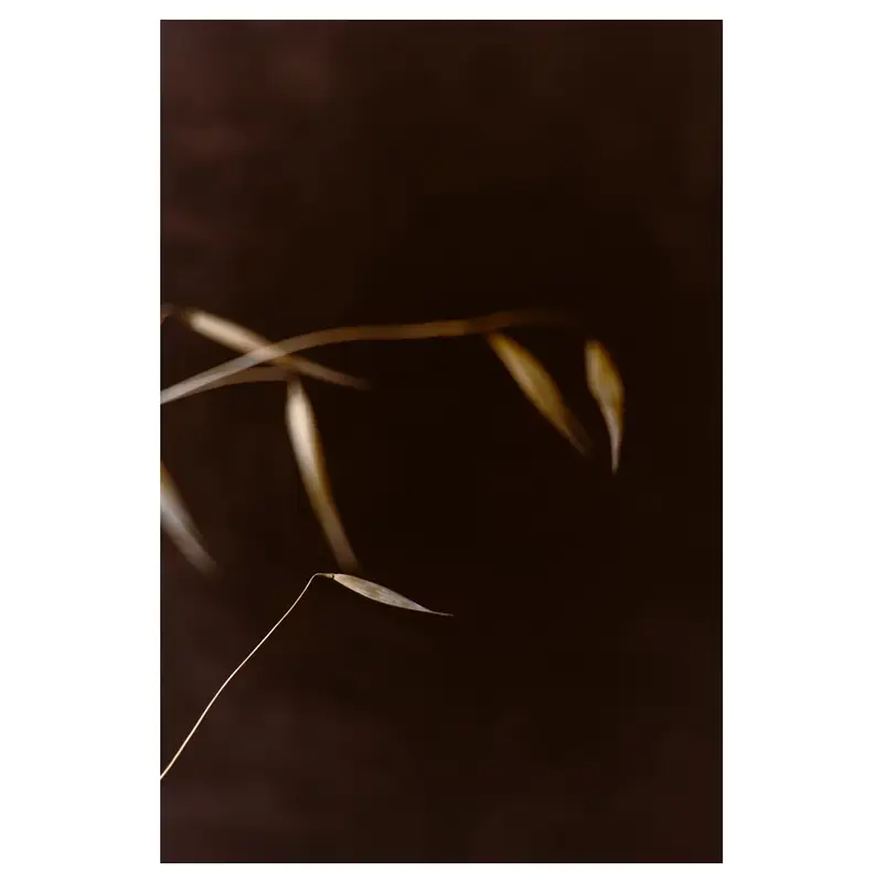 Avoine sauvage minimaliste : épillet isolé en bas à gauche sur long pédicelle courbe, autres épillets flous en arcs à l’arrière-plan, fond sombre, lumière douce.