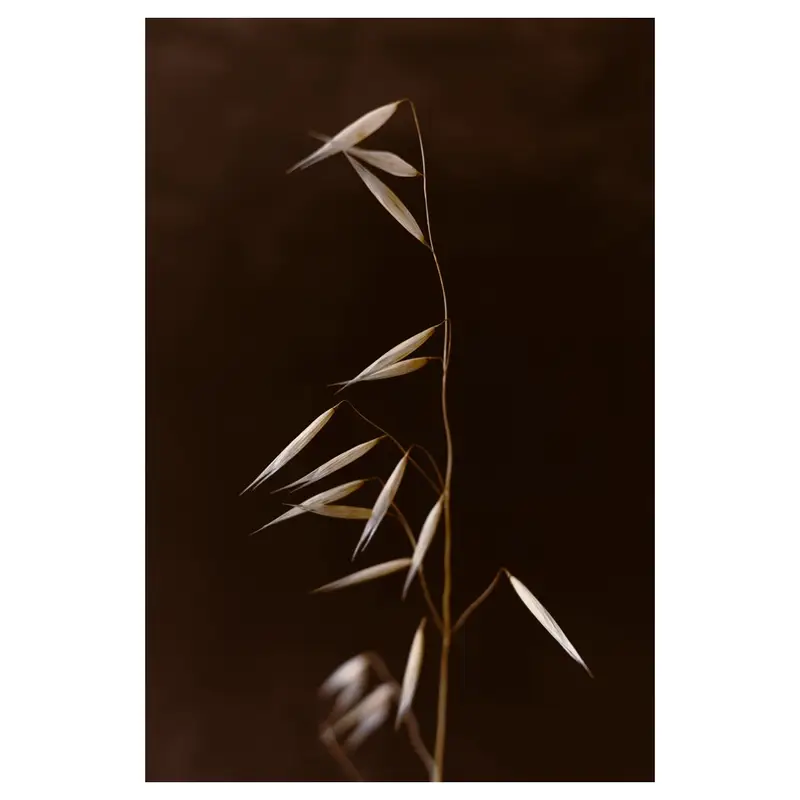 Avoine sauvage : panicule élancée avec nombreux épillets allongés disposés en zigzag, fond sombre, lumière douce et directionnelle.
