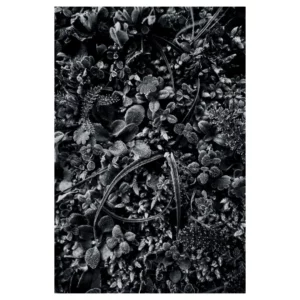 Photographie en noir et blanc d’un tapis de petites feuilles et herbes couvertes de givre, texture dense et lumineuse, détails cristallins fins captés à Dirac, France.