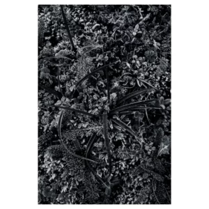 Gros plan artistique d’un tapis végétal givré en noir et blanc, détails de feuilles, herbes et mousses recouvertes de givre, texture dense et lumineuse, ambiance hivernale captée à Dirac, France.