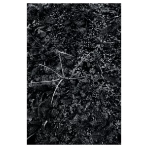 Photographie en noir et blanc de tiges fines et feuillage givré sur fond végétal dense, textures cristallisées et contraste lumineux captés à Dirac, France.