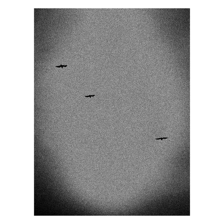 Photographie en noir et blanc très granuleuse montrant trois oiseaux en vol, silhouettes sombres isolées dans un ciel uniforme, composition minimaliste de la série « Marée intérieure » de Nicolas Louis.