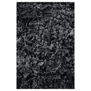 Gros plan artistique de végétation givrée en noir et blanc, mêlant herbes et petites feuilles recouvertes de cristaux de glace, texture dense et graphique, lumière diffuse captée à Dirac, France.