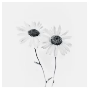 Photographie d’art noir et blanc high key représentant deux marguerites sur fond blanc minimaliste, tirage signé et numéroté sur papier fine art, idéale pour une décoration murale contemporaine dans un intérieur parisien.