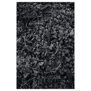 Photo macro en noir et blanc d’une rosette aux feuilles veloutées couvertes de givre, posée sur un tapis dense de mousses et micro-plantes; lumière rase, textures riches et contraste hivernal. Réalisée à Dirac, par le photographe Nicolas Louis.