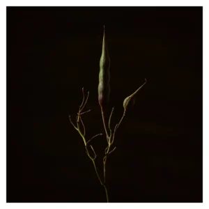 Série photo de plante, en dark key. Tige de plante élancée avec deux gousses vertes. une longue verticale au centre, une plus petite inclinée à droite. Rameaux fins, fond noir, éclairage latéral doux. Nature morte végétale réalisée par le photographe Nicolas Louis à Bordeaux.