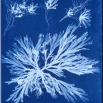 cyanotype d'anne Atkins, extrait du livre algae en 1843