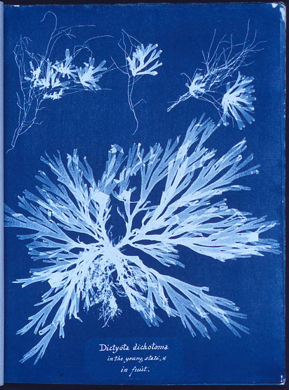 cyanotype d'anne Atkins, extrait du livre algae en 1843