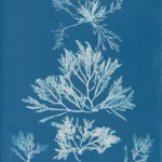cyanotype anna atkins laurenci pinnatifida
