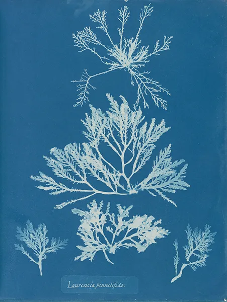 cyanotype anna atkins laurenci pinnatifida