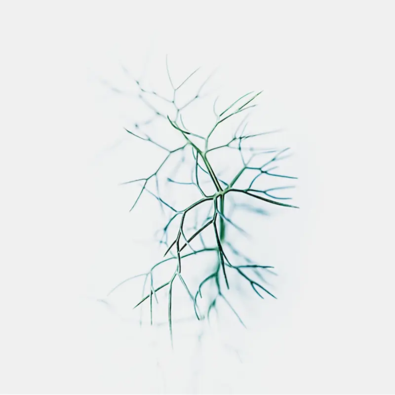 Photographie d’art végétale en style High Key ren couleur, représentant une fine branche aux lignes graphiques de fenouil sauvage, réalisée à Belle-Île-en-Mer, tirage photo fine art signé et numéroté par le photographe Nicolas Louis, idéale pour une décoration murale contemporaine dans un intérieur.