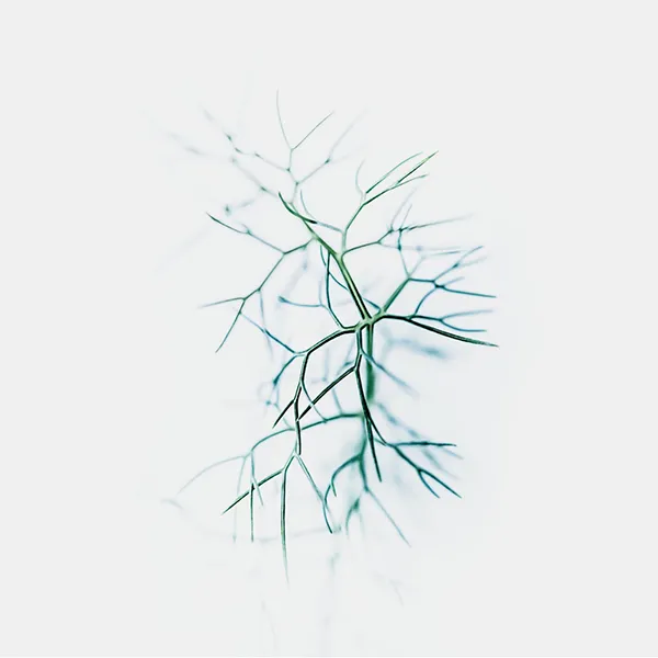 Photographie d’art végétale en style High Key ren couleur, représentant une fine branche aux lignes graphiques de fenouil sauvage, réalisée à Belle-Île-en-Mer, tirage photo fine art signé et numéroté par le photographe Nicolas Louis, idéale pour une décoration murale contemporaine dans un intérieur.