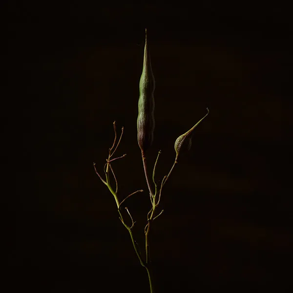 Série photo de plante, en dark key. Tige de plante élancée avec deux gousses vertes. une longue verticale au centre, une plus petite inclinée à droite. Rameaux fins, fond noir, éclairage latéral doux. Nature morte végétale en décoration, réalisée par le photographe Nicolas Louis à Bordeaux.