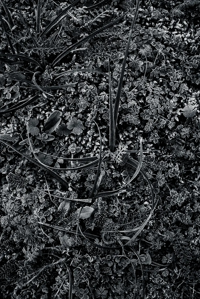 Photo macro en noir et blanc, série hypnotic végétal d’une rosette aux feuilles veloutées couvertes de givre, posée sur un tapis dense de mousses et micro-plantes; lumière rase, textures riches et contraste hivernal. Réalisée à Dirac, par le photographe Nicolas Louis.