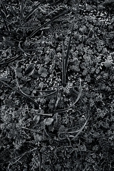 Photo macro en noir et blanc, série hypnotic végétal d’une rosette aux feuilles veloutées couvertes de givre, posée sur un tapis dense de mousses et micro-plantes; lumière rase, textures riches et contraste hivernal. Réalisée à Dirac, par le photographe Nicolas Louis.