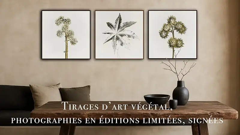 Triptyque de tirages d'art photographiques botaniques sur fond blanc accroché au-dessus d'une table en bois brut dans une déco wabi-sabi. Boutique de tirages Nicolas Louis