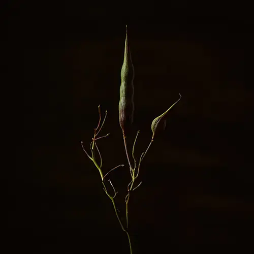 Série photo de plante, en dark key. Tige de plante élancée avec deux gousses vertes. une longue verticale au centre, une plus petite inclinée à droite. Rameaux fins, fond noir, éclairage latéral doux. Nature morte végétale en décoration, réalisée par le photographe Nicolas Louis à Bordeaux.